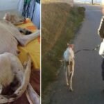 Cadela de rua com uma pata quebrada leva seus salvadores até o mato e mostra o que tinha DENTRO dela