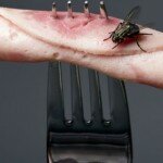 Você sabe o que acontece quando uma mosca pousa em sua comida