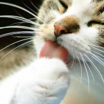 Sabe o que acontece se cortarmos o bigode de um gato? Você nem imagina!