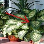 Esta planta em sua casa pode matar uma criança em 1 minuto e um adulto em 15