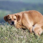 É por isso que seu cachorro te olha enquanto faz cocô. Quem poderia imaginar?