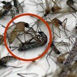 Esta mulher acabou com os mosquitos em casa com um truque muito simples. Que incrível!