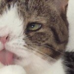 Este casal achou que tinha adotado um gatinho normal. Eles ainda não sabiam, mas estavam muito enganados.