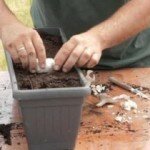 Truque para você plantar Alho facilmente em sua casa