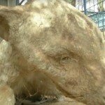 Ao retornarem, os donos do zoológico encontraram algo terrível. 250 animais mortos estavam espalhados pelo local.