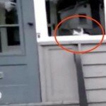 Todos os dias, o gato aguarda o carteiro para fazer isto! Hoje, ele finalmente conseguiu gravar
