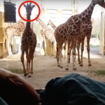 A forma como esta girafa se despede de seu cuidador com câncer vai partir seu coração. Simplesmente tocante.