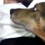 Quando este cachorro percebeu que esta bebê não estava respirando, recorreu a recursos extraordinários.
