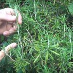 Aprenda a Criar uma Planta de Alecrim a Partir de um Simples Ramo