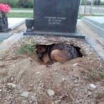 Pensavam que este cão chorava a morte do dono, mas o que está por trás… Surpreendeu o mundo inteiro!