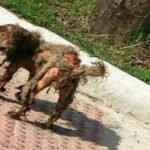 Foto de cão abandonado viraliza. Então um estranho olha mais atentamente e descobre um IMPRESSIONANTE segredo