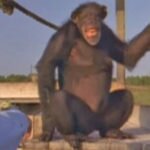 Ela achava que o chimpanzé a esqueceria depois de 18 anos, mas quando ela estende a mão? Uau!