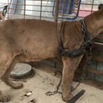 Animal de circo viveu 20 anos acorrentado. Assista à reação dele quando finalmente está em liberdade