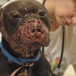 Ele chora vendo o pit bull todo machucado. Quando o cachorro se aproxima dele, o coração deste homem se parte.