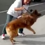 Este cachorro escolheu a morte na beira da estrada. Quando esta mulher tenta ajudá-lo, algo inesperado acontece.