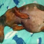 Cachorrinha grávida esconde um segredo surpreendente. Quando ela finalmente dá à luz? Eu não esperava isso!