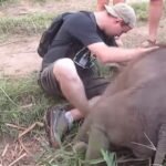 Homem vê um elefante bebê deitado sozinho. Quando ele tenta confortá-lo… UAU!