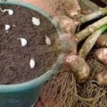 Não compre alho nunca mais – Plante facilmente alho na sua casa com esta dica
