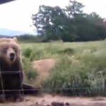 Mulher acena para um urso dentro do carro. A reação do animal? É simplesmente hilariante!