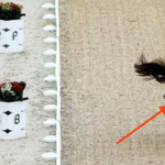 Ela entra com cavalo na Rio 2016. E choca Comitê Olímpico e público ao fazer isso pelo animal
