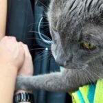 Momento tocante mostra foto de gato segurando mão de dono minutos antes de sua morte