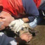 Bombeiro faz respiração boca a boca e salva pastor alemão em paragem cardíaca