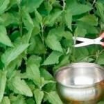 Se você tem Diabetes: O Chá desta planta vai normalizar a sua glicose rapidamente!