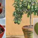 Pare de comprar abacates. Veja como plantar abacate em um pequeno vaso na sua casa!