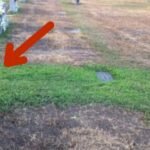 Esta mãe se perguntou o porquê do túmulo de seu filho de 36 anos ter ficado verde de repente. Quando o segredo se revela, lágrimas de alegria escorrem pelo seu rosto.