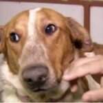 Um Homem chutou esse cão sem nenhum motivo. Tempo depois, ele recebe uma notícia de partir o coração