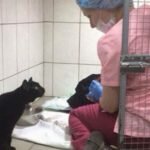 Esse cachorro estava tremendo de medo até que um gato preto se aproximou da gaiola dele. Lentamente, o animal perturbado começou a se acalmar.