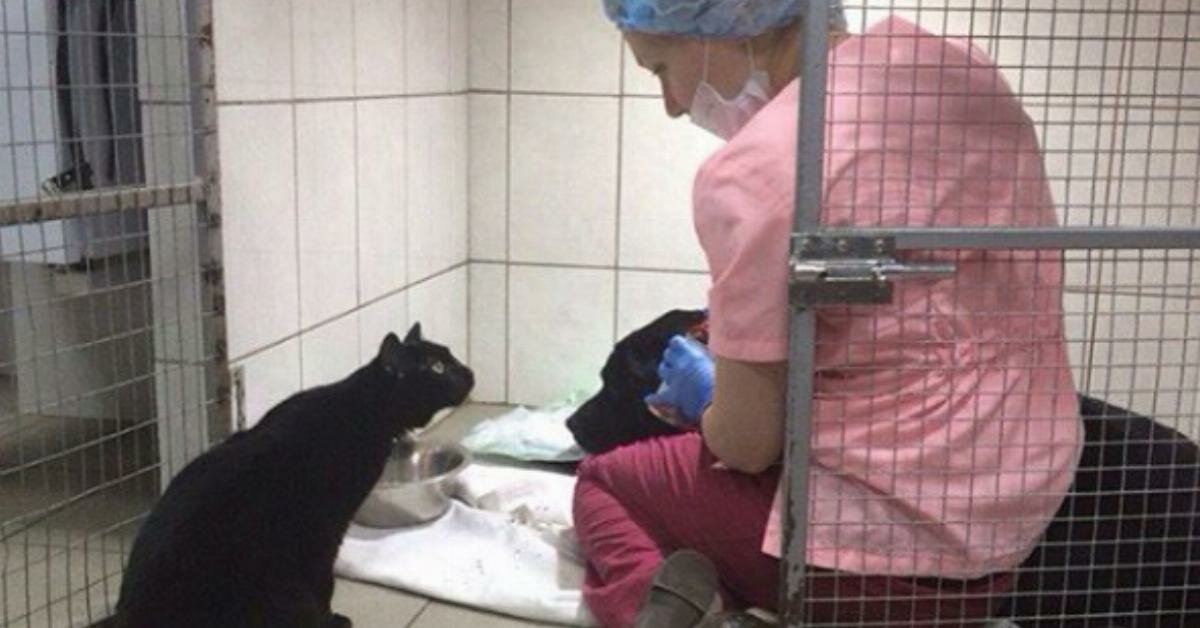gatinho-lu