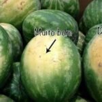 Todo mundo bate na melancia inutilmente, mas ninguém presta atenção nestes sinais. Você deveria saber isso!