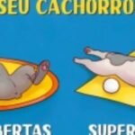 O que a posição de dormir de seu cachorro diz sobre a personalidade dele