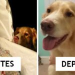 10 Fotografias “Antes” e “Depois” de cachorros e donos crescendo juntos