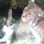 Uma gatinha entra na jaula do lince no zoológico. A reação do felino pegou a todos de surpresa!