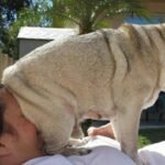 23 cães que não sabem o que significa “espaço pessoal”