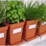 Como fazer uma Horta Orgânica em Casa (É Fácil e não precisa de muito espaço)