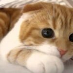 Descubra os Munchkin, a única raça de gatos que permanecem bebês por toda a vida!