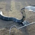 Cobra morrendo de sede pede socorro a um grupo de pessoas – o que acontece a seguir é incrível