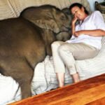 Elefante bebê resgatado ama tanto sua mãe humana que não a consegue perder de vista. Adivinhe onde ele vive!